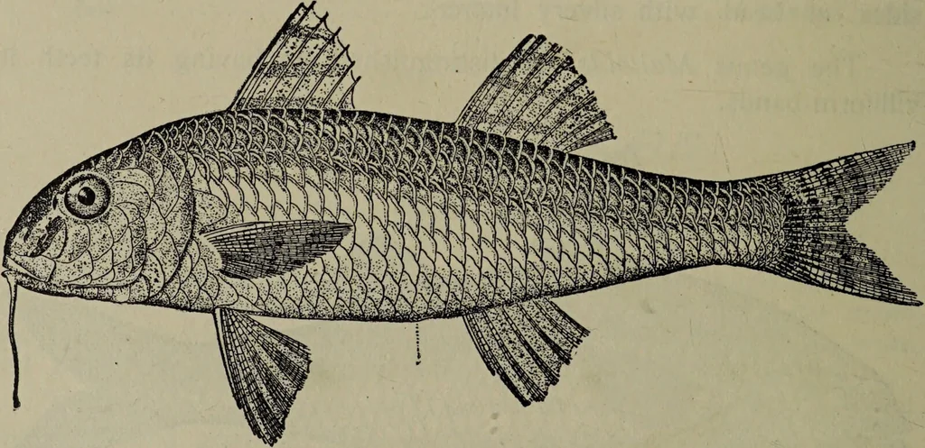An illustration from American food and game fishes : A popular account of all the species found in America north of the equator / with keys for ready identification, life histories and methods of capture, by David Starr Jordan and Barton Warren Evermann, illustrated with colored plates and text drawings, and with photographs from life by A. Radclyffe Dugmore., 1902, leaf 364