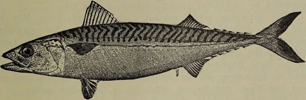 An illustration from American food and game fishes : A popular account of all the species found in America north of the equator / with keys for ready identification, life histories and methods of capture, by David Starr Jordan and Barton Warren Evermann, illustrated with colored plates and text drawings, and with photographs from life by A. Radclyffe Dugmore., 1902, leaf 367