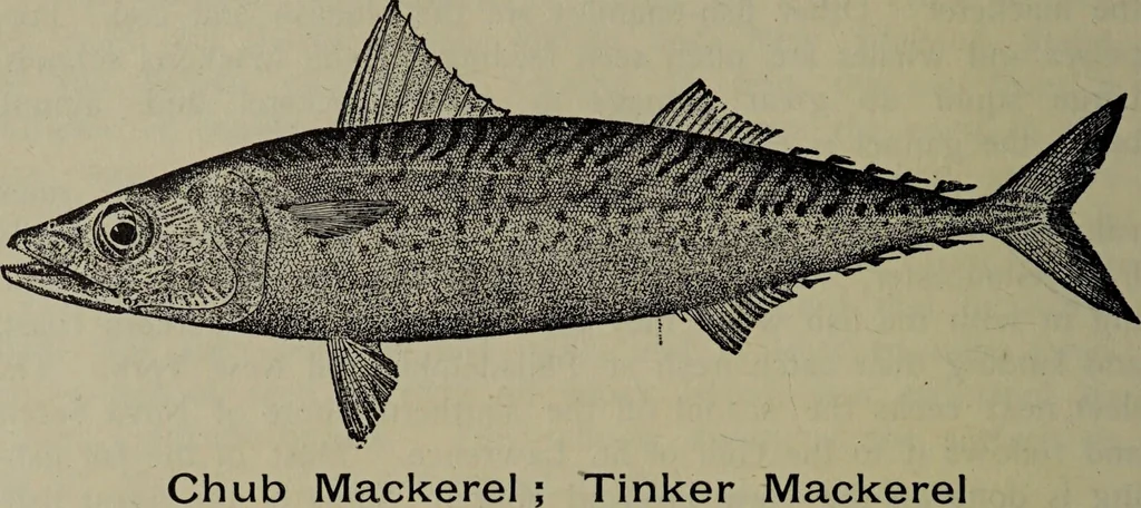 An illustration from American food and game fishes : A popular account of all the species found in America north of the equator / with keys for ready identification, life histories and methods of capture, by David Starr Jordan and Barton Warren Evermann, illustrated with colored plates and text drawings, and with photographs from life by A. Radclyffe Dugmore., 1902, leaf 370