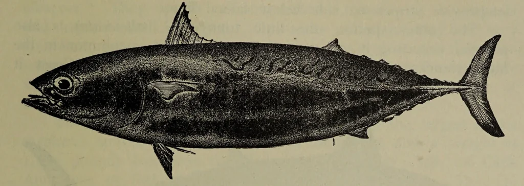 An illustration from American food and game fishes : A popular account of all the species found in America north of the equator / with keys for ready identification, life histories and methods of capture, by David Starr Jordan and Barton Warren Evermann, illustrated with colored plates and text drawings, and with photographs from life by A. Radclyffe Dugmore., 1902, leaf 371