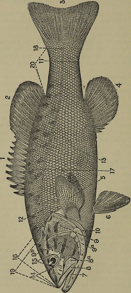 An illustration from American food and game fishes : A popular account of all the species found in America north of the equator / with keys for ready identification, life histories and methods of capture, by David Starr Jordan and Barton Warren Evermann, illustrated with colored plates and text drawings, and with photographs from life by A. Radclyffe Dugmore., 1902, leaf 38