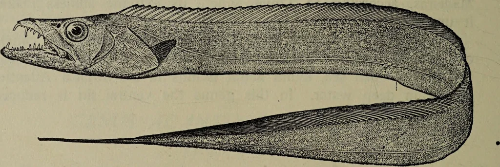 An illustration from American food and game fishes : A popular account of all the species found in America north of the equator / with keys for ready identification, life histories and methods of capture, by David Starr Jordan and Barton Warren Evermann, illustrated with colored plates and text drawings, and with photographs from life by A. Radclyffe Dugmore., 1902, leaf 386