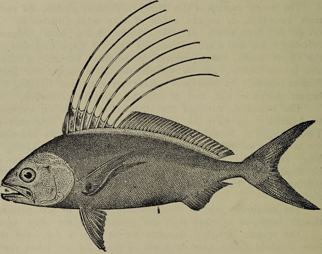 An illustration from American food and game fishes : A popular account of all the species found in America north of the equator / with keys for ready identification, life histories and methods of capture, by David Starr Jordan and Barton Warren Evermann, illustrated with colored plates and text drawings, and with photographs from life by A. Radclyffe Dugmore., 1902, leaf 390
