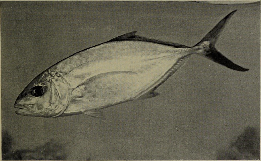 An illustration from American food and game fishes : A popular account of all the species found in America north of the equator / with keys for ready identification, life histories and methods of capture, by David Starr Jordan and Barton Warren Evermann, illustrated with colored plates and text drawings, and with photographs from life by A. Radclyffe Dugmore., 1902, leaf 401
