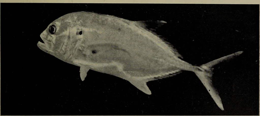 An illustration from American food and game fishes : A popular account of all the species found in America north of the equator / with keys for ready identification, life histories and methods of capture, by David Starr Jordan and Barton Warren Evermann, illustrated with colored plates and text drawings, and with photographs from life by A. Radclyffe Dugmore., 1902, leaf 405