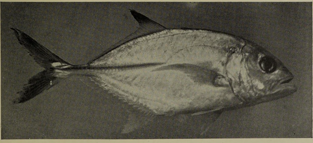 An illustration from American food and game fishes : A popular account of all the species found in America north of the equator / with keys for ready identification, life histories and methods of capture, by David Starr Jordan and Barton Warren Evermann, illustrated with colored plates and text drawings, and with photographs from life by A. Radclyffe Dugmore., 1902, leaf 405