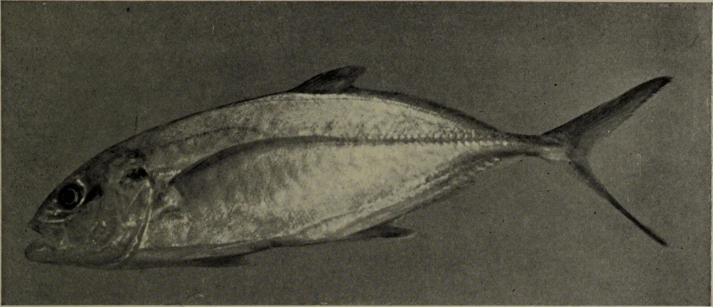 An illustration from American food and game fishes : A popular account of all the species found in America north of the equator / with keys for ready identification, life histories and methods of capture, by David Starr Jordan and Barton Warren Evermann, illustrated with colored plates and text drawings, and with photographs from life by A. Radclyffe Dugmore., 1902, leaf 405