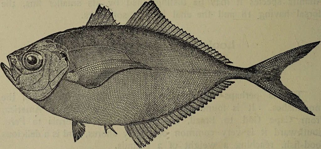 An illustration from American food and game fishes : A popular account of all the species found in America north of the equator / with keys for ready identification, life histories and methods of capture, by David Starr Jordan and Barton Warren Evermann, illustrated with colored plates and text drawings, and with photographs from life by A. Radclyffe Dugmore., 1902, leaf 414