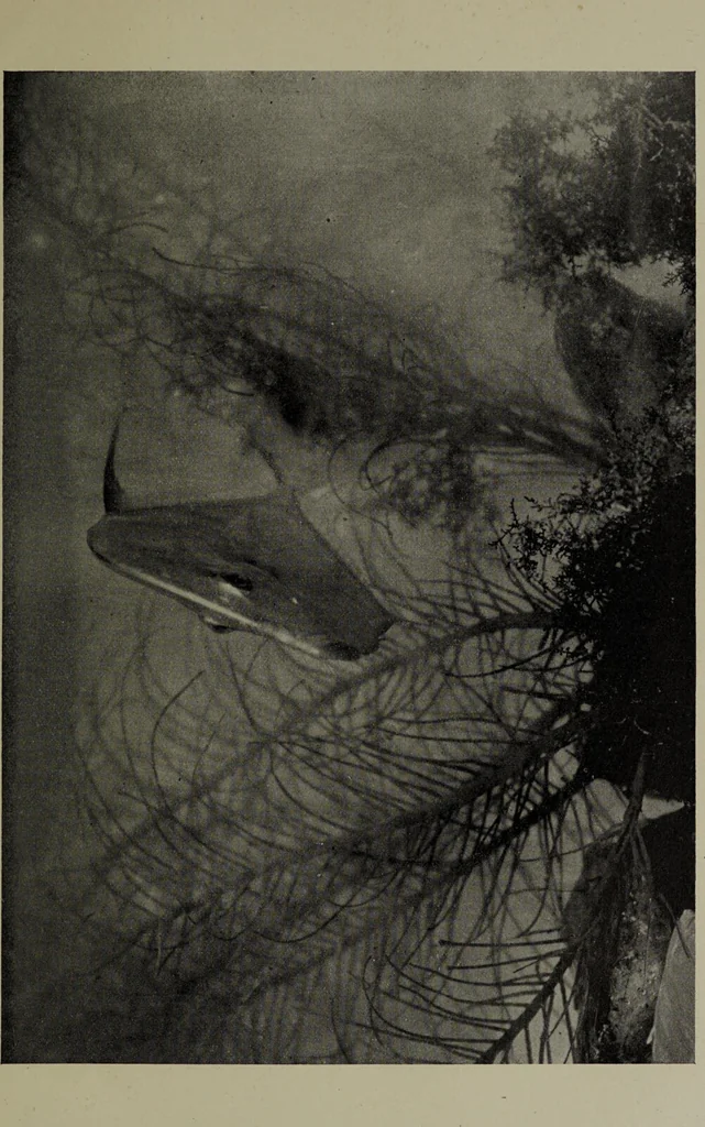 An illustration from American food and game fishes : A popular account of all the species found in America north of the equator / with keys for ready identification, life histories and methods of capture, by David Starr Jordan and Barton Warren Evermann, illustrated with colored plates and text drawings, and with photographs from life by A. Radclyffe Dugmore., 1902, leaf 415