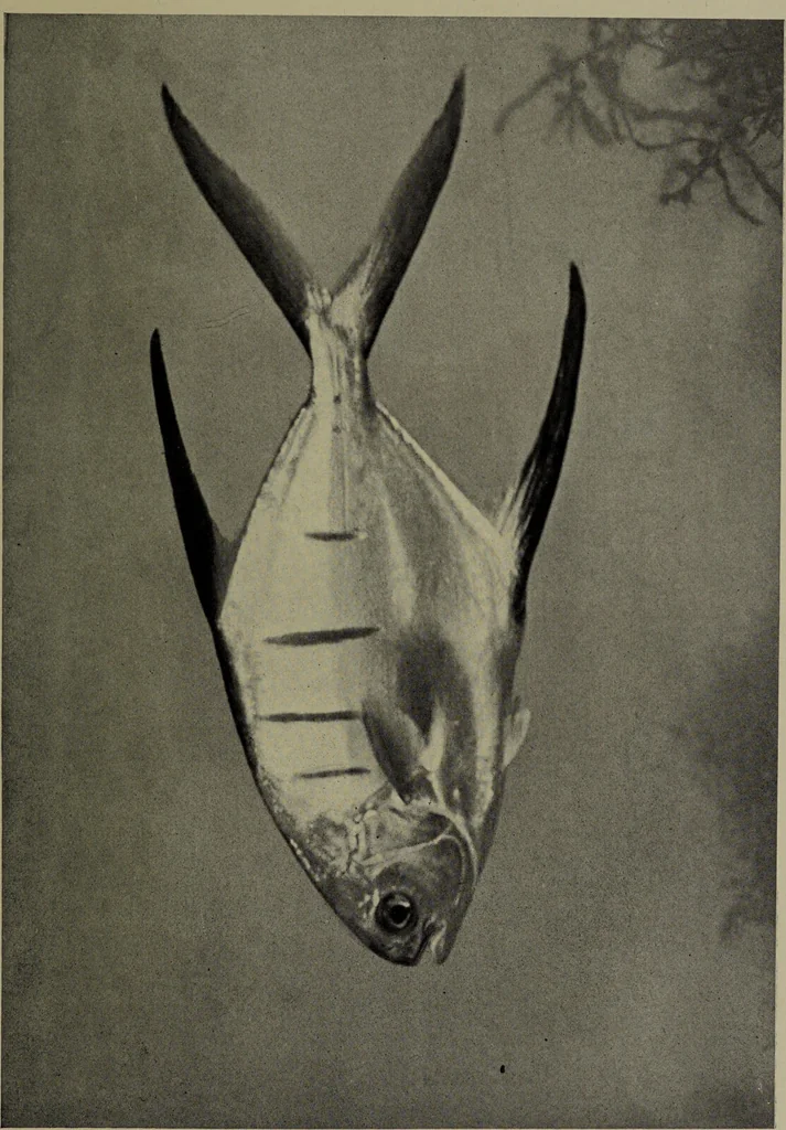 An illustration from American food and game fishes : A popular account of all the species found in America north of the equator / with keys for ready identification, life histories and methods of capture, by David Starr Jordan and Barton Warren Evermann, illustrated with colored plates and text drawings, and with photographs from life by A. Radclyffe Dugmore., 1902, leaf 417