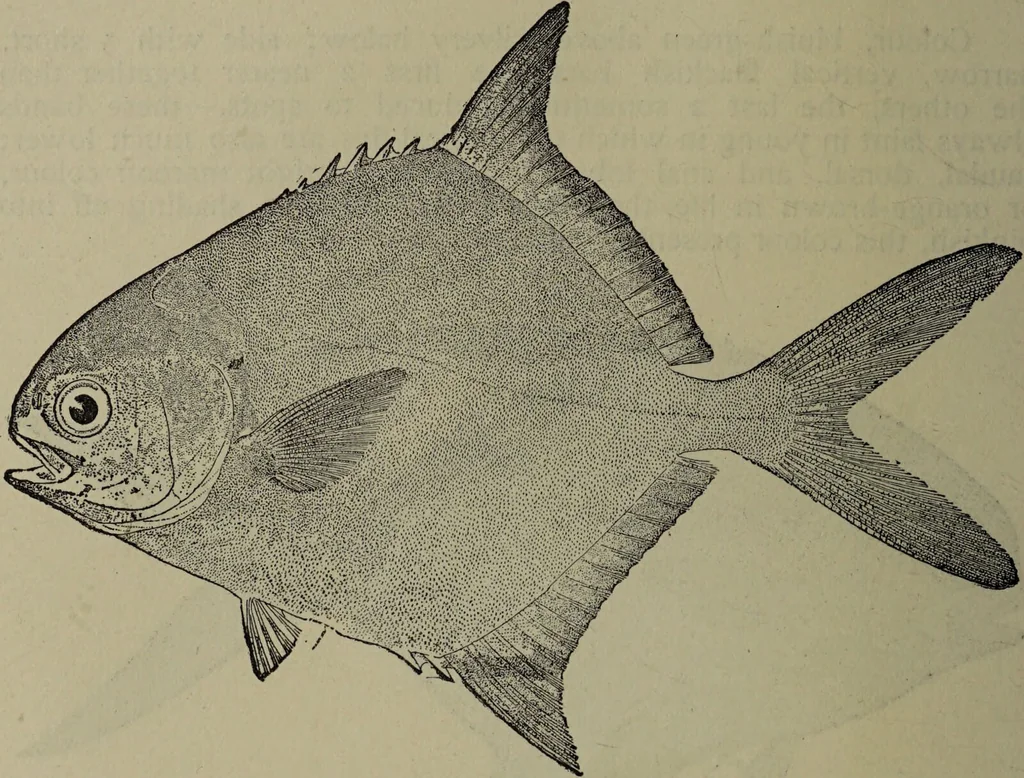 An illustration from American food and game fishes : A popular account of all the species found in America north of the equator / with keys for ready identification, life histories and methods of capture, by David Starr Jordan and Barton Warren Evermann, illustrated with colored plates and text drawings, and with photographs from life by A. Radclyffe Dugmore., 1902, leaf 420