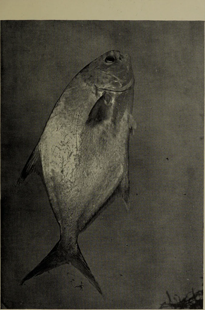 An illustration from American food and game fishes : A popular account of all the species found in America north of the equator / with keys for ready identification, life histories and methods of capture, by David Starr Jordan and Barton Warren Evermann, illustrated with colored plates and text drawings, and with photographs from life by A. Radclyffe Dugmore., 1902, leaf 421
