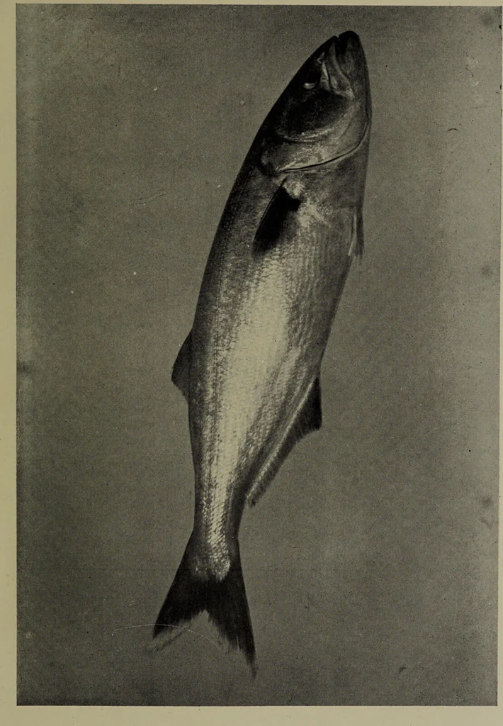 An illustration from American food and game fishes : A popular account of all the species found in America north of the equator / with keys for ready identification, life histories and methods of capture, by David Starr Jordan and Barton Warren Evermann, illustrated with colored plates and text drawings, and with photographs from life by A. Radclyffe Dugmore., 1902, leaf 429