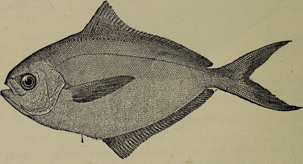 An illustration from American food and game fishes : A popular account of all the species found in America north of the equator / with keys for ready identification, life histories and methods of capture, by David Starr Jordan and Barton Warren Evermann, illustrated with colored plates and text drawings, and with photographs from life by A. Radclyffe Dugmore., 1902, leaf 440