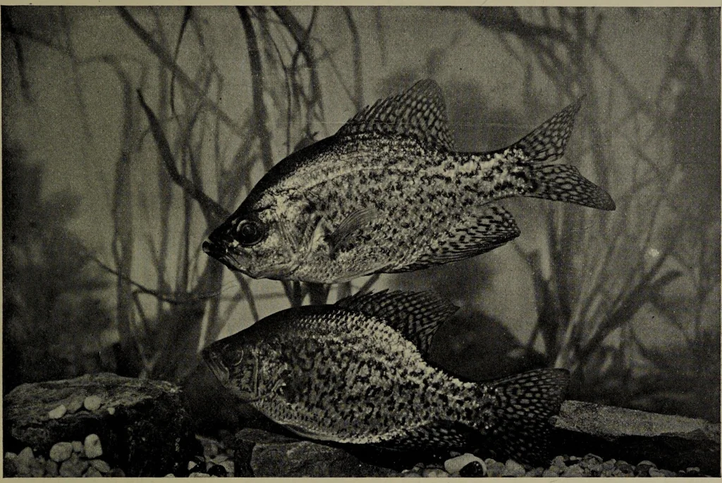 An illustration from American food and game fishes : A popular account of all the species found in America north of the equator / with keys for ready identification, life histories and methods of capture, by David Starr Jordan and Barton Warren Evermann, illustrated with colored plates and text drawings, and with photographs from life by A. Radclyffe Dugmore., 1902, leaf 449