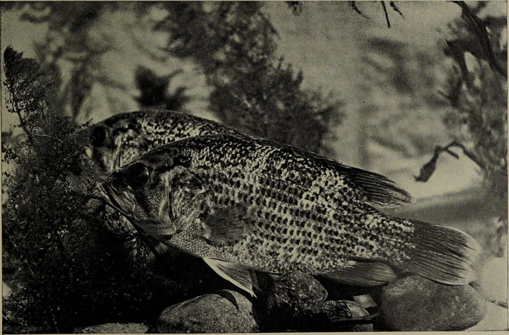 An illustration from American food and game fishes : A popular account of all the species found in America north of the equator / with keys for ready identification, life histories and methods of capture, by David Starr Jordan and Barton Warren Evermann, illustrated with colored plates and text drawings, and with photographs from life by A. Radclyffe Dugmore., 1902, leaf 449