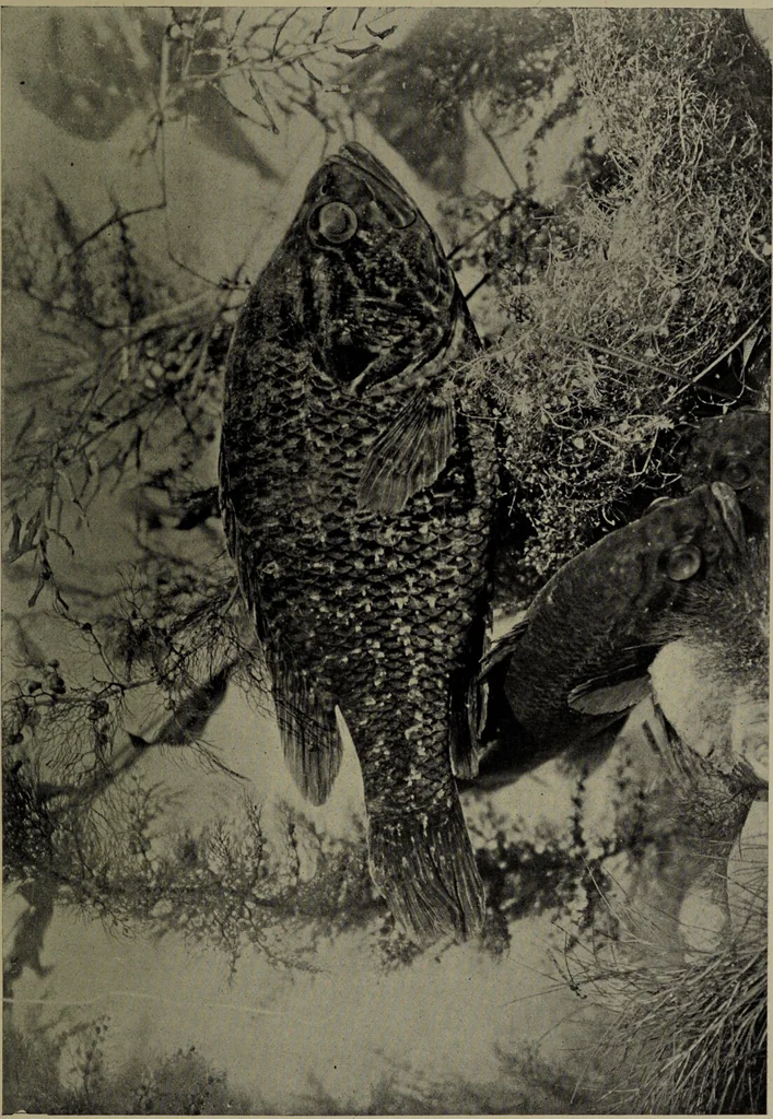 An illustration from American food and game fishes : A popular account of all the species found in America north of the equator / with keys for ready identification, life histories and methods of capture, by David Starr Jordan and Barton Warren Evermann, illustrated with colored plates and text drawings, and with photographs from life by A. Radclyffe Dugmore., 1902, leaf 455