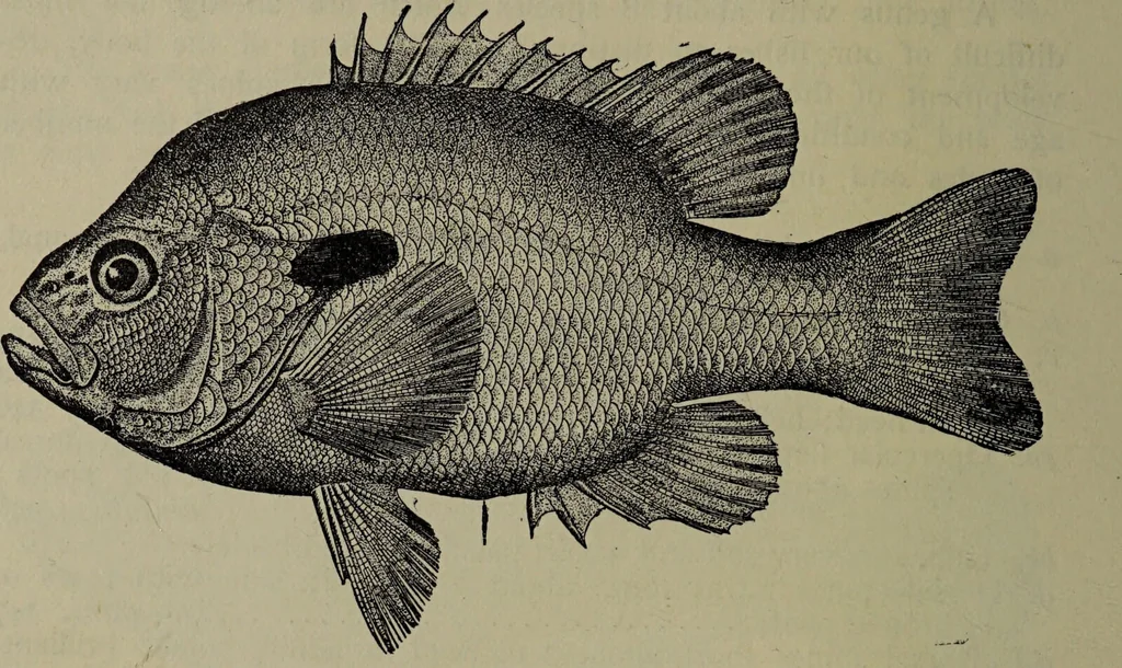 An illustration from American food and game fishes : A popular account of all the species found in America north of the equator / with keys for ready identification, life histories and methods of capture, by David Starr Jordan and Barton Warren Evermann, illustrated with colored plates and text drawings, and with photographs from life by A. Radclyffe Dugmore., 1902, leaf 460