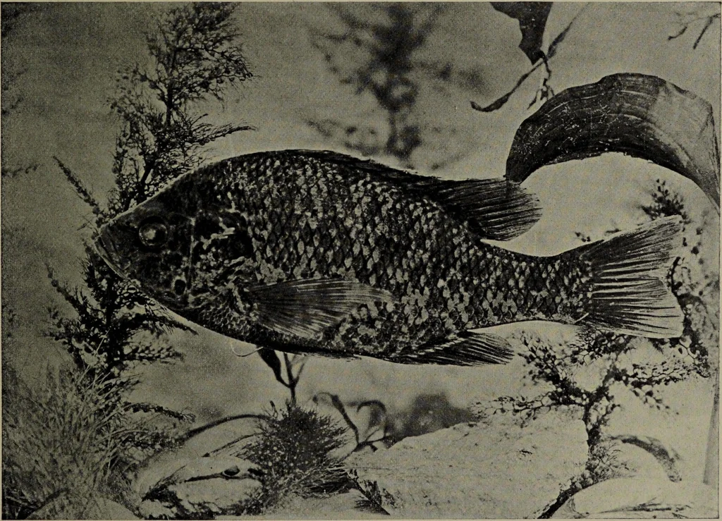 An illustration from American food and game fishes : A popular account of all the species found in America north of the equator / with keys for ready identification, life histories and methods of capture, by David Starr Jordan and Barton Warren Evermann, illustrated with colored plates and text drawings, and with photographs from life by A. Radclyffe Dugmore., 1902, leaf 465