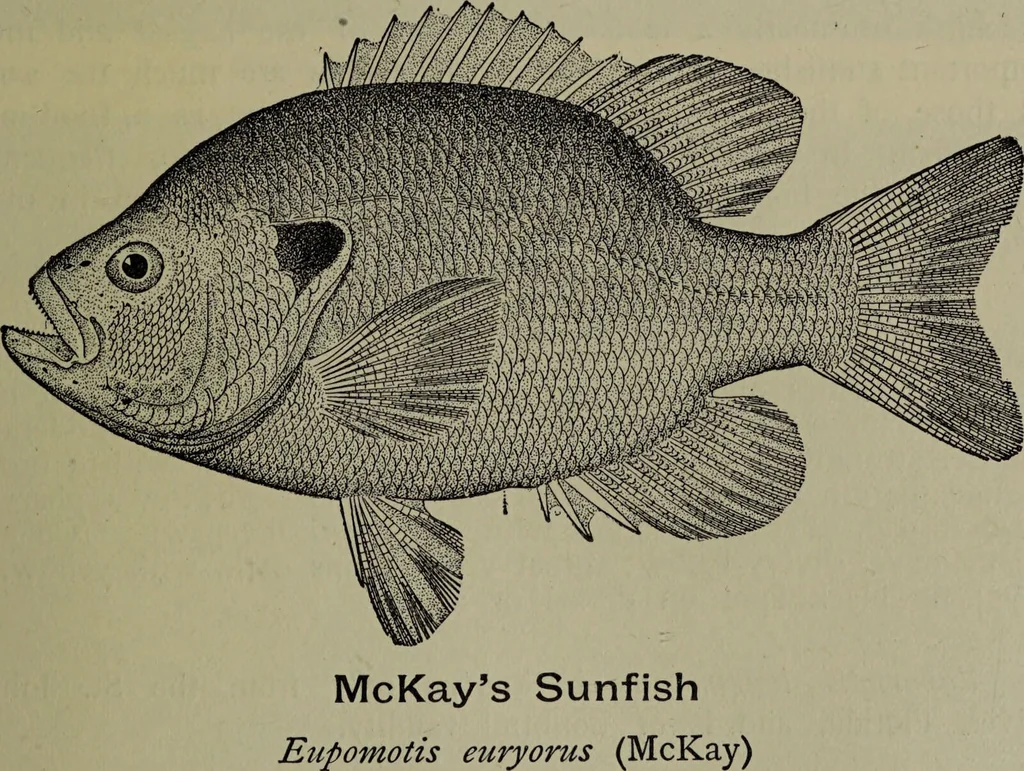 An illustration from American food and game fishes : A popular account of all the species found in America north of the equator / with keys for ready identification, life histories and methods of capture, by David Starr Jordan and Barton Warren Evermann, illustrated with colored plates and text drawings, and with photographs from life by A. Radclyffe Dugmore., 1902, leaf 467
