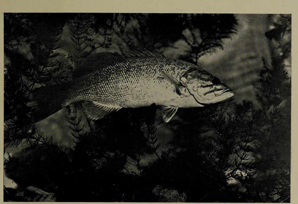 An illustration from American food and game fishes : A popular account of all the species found in America north of the equator / with keys for ready identification, life histories and methods of capture, by David Starr Jordan and Barton Warren Evermann, illustrated with colored plates and text drawings, and with photographs from life by A. Radclyffe Dugmore., 1902, leaf 469