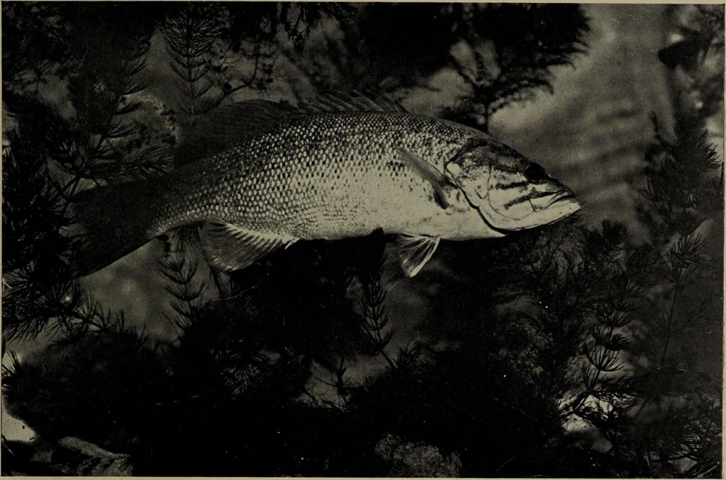 An illustration from American food and game fishes : A popular account of all the species found in America north of the equator / with keys for ready identification, life histories and methods of capture, by David Starr Jordan and Barton Warren Evermann, illustrated with colored plates and text drawings, and with photographs from life by A. Radclyffe Dugmore., 1902, leaf 469