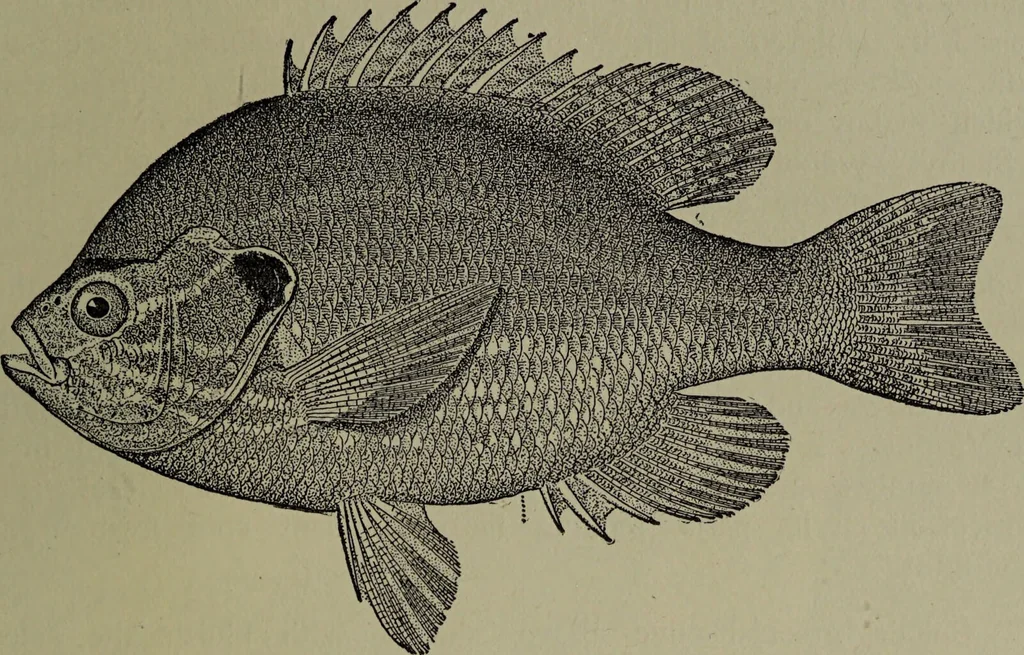 An illustration from American food and game fishes : A popular account of all the species found in America north of the equator / with keys for ready identification, life histories and methods of capture, by David Starr Jordan and Barton Warren Evermann, illustrated with colored plates and text drawings, and with photographs from life by A. Radclyffe Dugmore., 1902, leaf 471