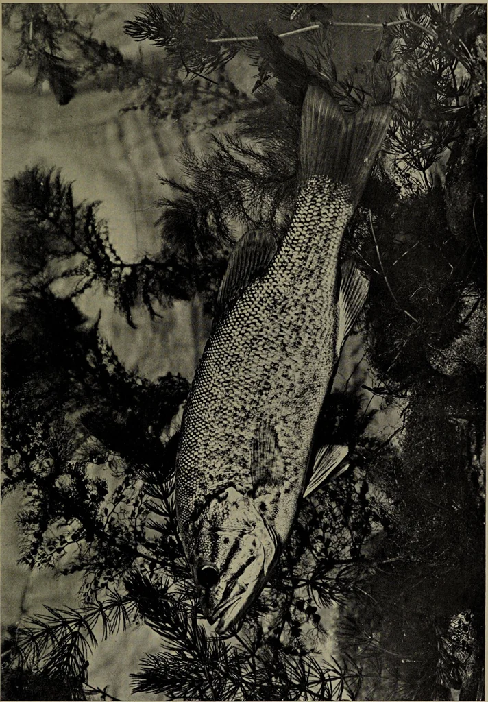 An illustration from American food and game fishes : A popular account of all the species found in America north of the equator / with keys for ready identification, life histories and methods of capture, by David Starr Jordan and Barton Warren Evermann, illustrated with colored plates and text drawings, and with photographs from life by A. Radclyffe Dugmore., 1902, leaf 473