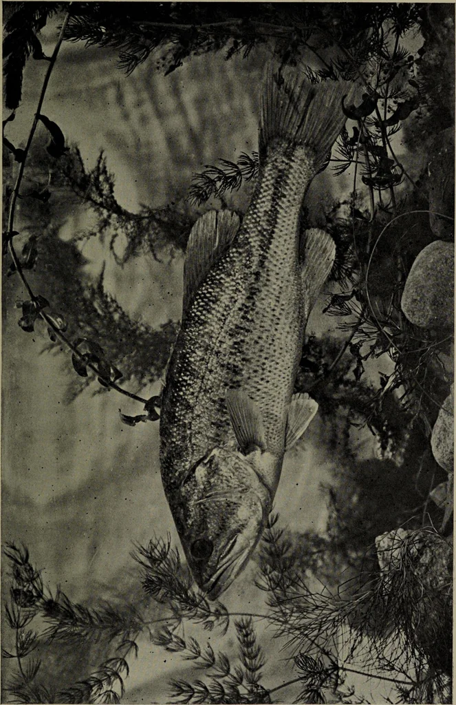 An illustration from American food and game fishes : A popular account of all the species found in America north of the equator / with keys for ready identification, life histories and methods of capture, by David Starr Jordan and Barton Warren Evermann, illustrated with colored plates and text drawings, and with photographs from life by A. Radclyffe Dugmore., 1902, leaf 479