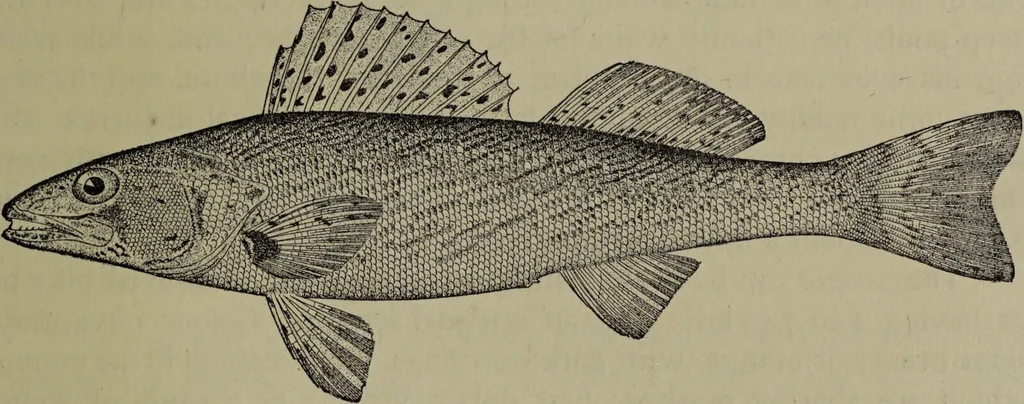 An illustration from American food and game fishes : A popular account of all the species found in America north of the equator / with keys for ready identification, life histories and methods of capture, by David Starr Jordan and Barton Warren Evermann, illustrated with colored plates and text drawings, and with photographs from life by A. Radclyffe Dugmore., 1902, leaf 485
