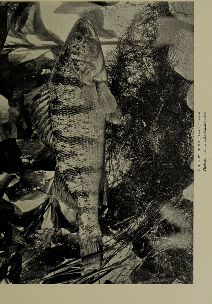 An illustration from American food and game fishes : A popular account of all the species found in America north of the equator / with keys for ready identification, life histories and methods of capture, by David Starr Jordan and Barton Warren Evermann, illustrated with colored plates and text drawings, and with photographs from life by A. Radclyffe Dugmore., 1902, leaf 489