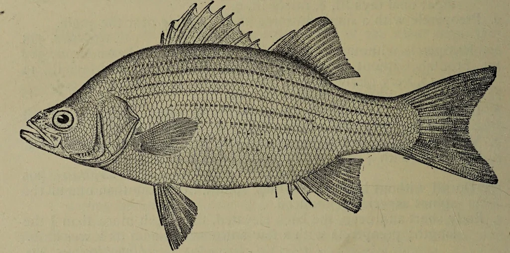 An illustration from American food and game fishes : A popular account of all the species found in America north of the equator / with keys for ready identification, life histories and methods of capture, by David Starr Jordan and Barton Warren Evermann, illustrated with colored plates and text drawings, and with photographs from life by A. Radclyffe Dugmore., 1902, leaf 496