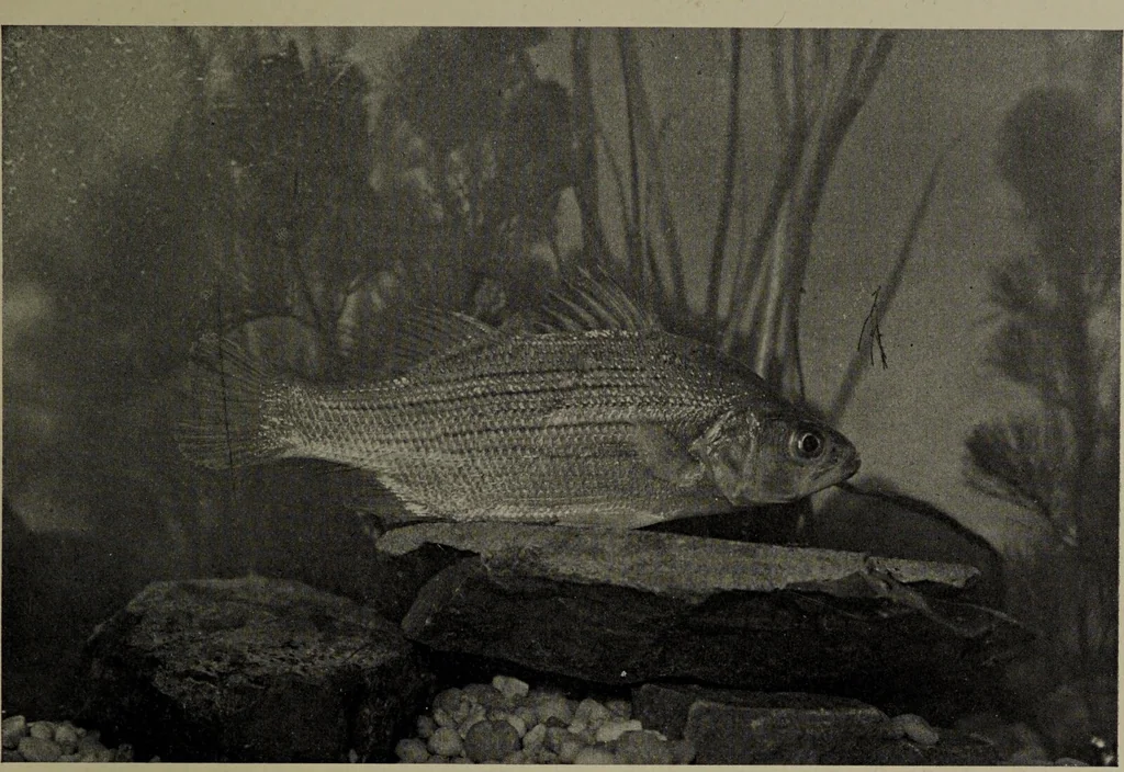 An illustration from American food and game fishes : A popular account of all the species found in America north of the equator / with keys for ready identification, life histories and methods of capture, by David Starr Jordan and Barton Warren Evermann, illustrated with colored plates and text drawings, and with photographs from life by A. Radclyffe Dugmore., 1902, leaf 497