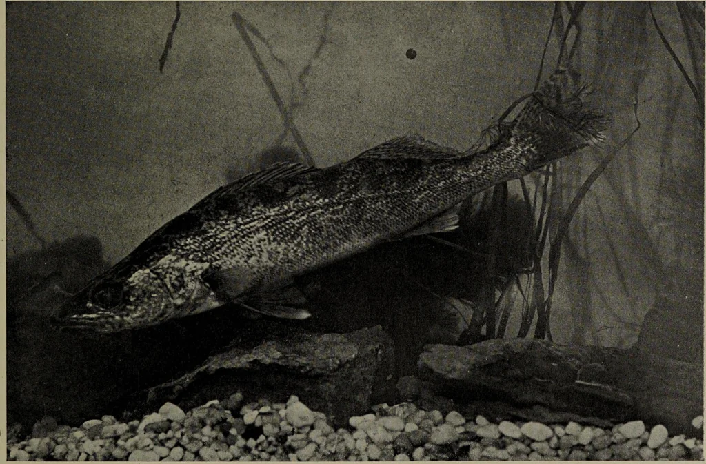 An illustration from American food and game fishes : A popular account of all the species found in America north of the equator / with keys for ready identification, life histories and methods of capture, by David Starr Jordan and Barton Warren Evermann, illustrated with colored plates and text drawings, and with photographs from life by A. Radclyffe Dugmore., 1902, leaf 497