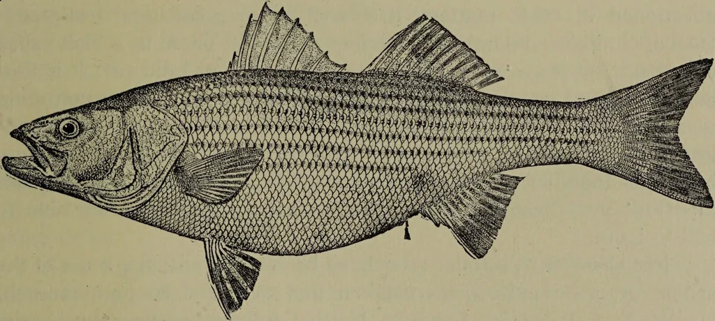 An illustration from American food and game fishes : A popular account of all the species found in America north of the equator / with keys for ready identification, life histories and methods of capture, by David Starr Jordan and Barton Warren Evermann, illustrated with colored plates and text drawings, and with photographs from life by A. Radclyffe Dugmore., 1902, leaf 499