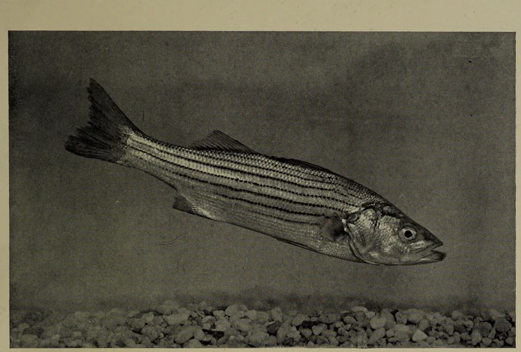 An illustration from American food and game fishes : A popular account of all the species found in America north of the equator / with keys for ready identification, life histories and methods of capture, by David Starr Jordan and Barton Warren Evermann, illustrated with colored plates and text drawings, and with photographs from life by A. Radclyffe Dugmore., 1902, leaf 503