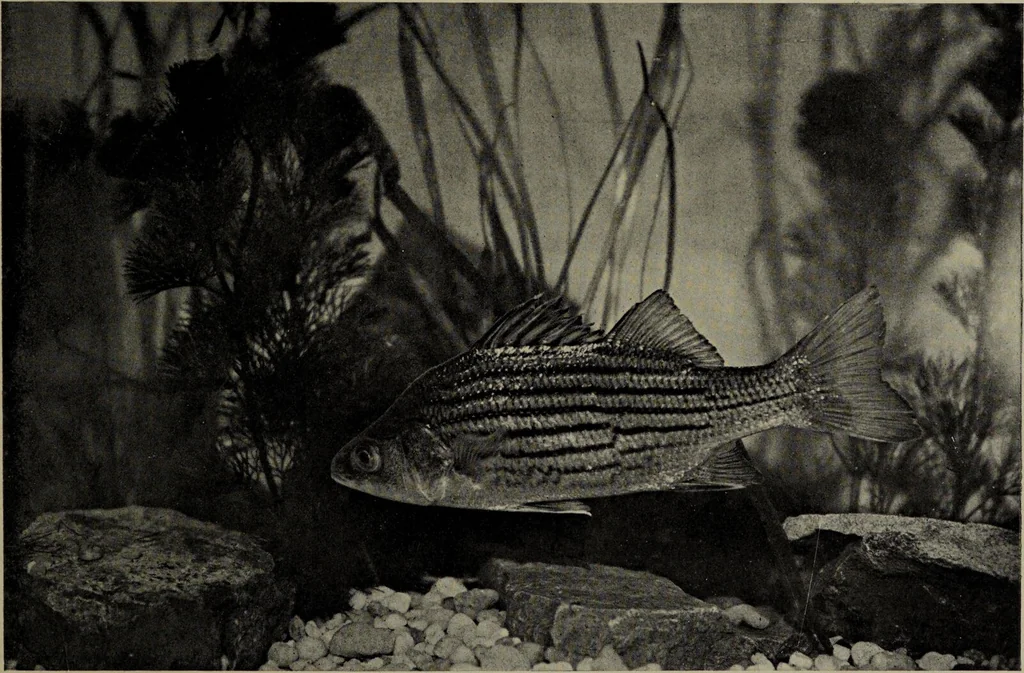 An illustration from American food and game fishes : A popular account of all the species found in America north of the equator / with keys for ready identification, life histories and methods of capture, by David Starr Jordan and Barton Warren Evermann, illustrated with colored plates and text drawings, and with photographs from life by A. Radclyffe Dugmore., 1902, leaf 503