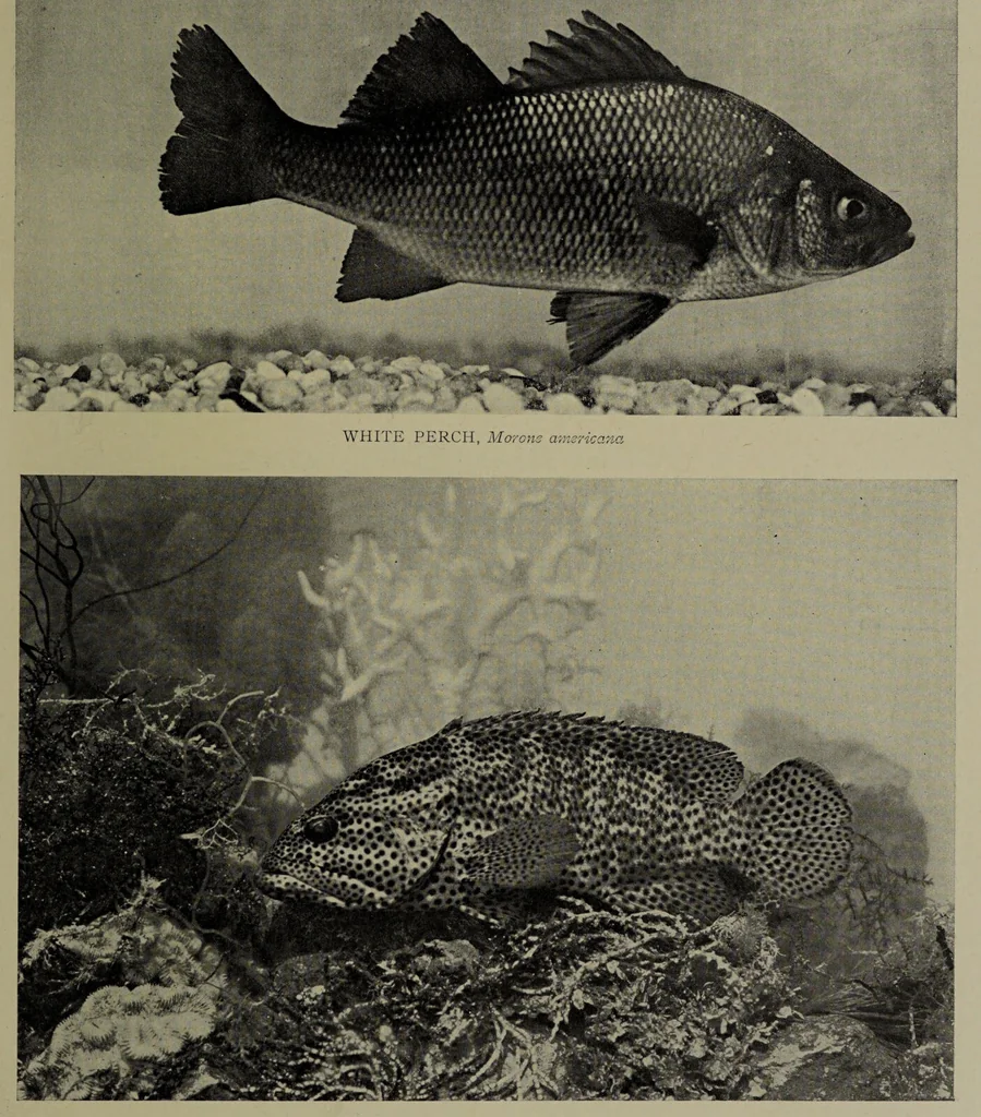 An illustration from American food and game fishes : A popular account of all the species found in America north of the equator / with keys for ready identification, life histories and methods of capture, by David Starr Jordan and Barton Warren Evermann, illustrated with colored plates and text drawings, and with photographs from life by A. Radclyffe Dugmore., 1902, leaf 509