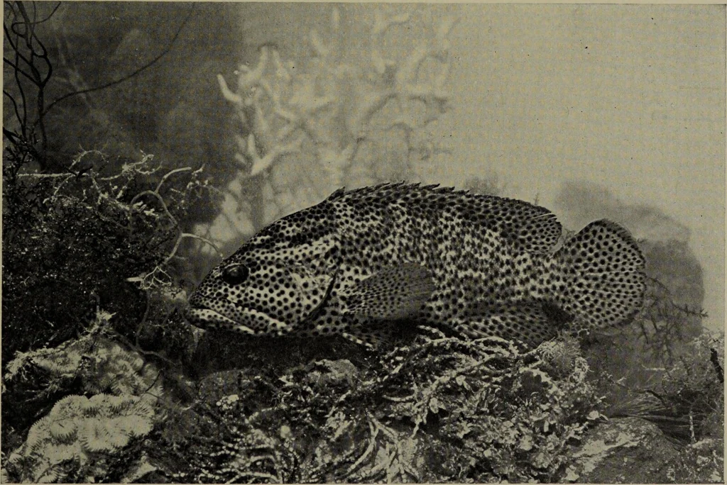 An illustration from American food and game fishes : A popular account of all the species found in America north of the equator / with keys for ready identification, life histories and methods of capture, by David Starr Jordan and Barton Warren Evermann, illustrated with colored plates and text drawings, and with photographs from life by A. Radclyffe Dugmore., 1902, leaf 509