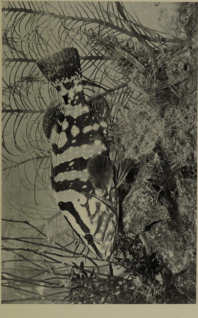 An illustration from American food and game fishes : A popular account of all the species found in America north of the equator / with keys for ready identification, life histories and methods of capture, by David Starr Jordan and Barton Warren Evermann, illustrated with colored plates and text drawings, and with photographs from life by A. Radclyffe Dugmore., 1902, leaf 517