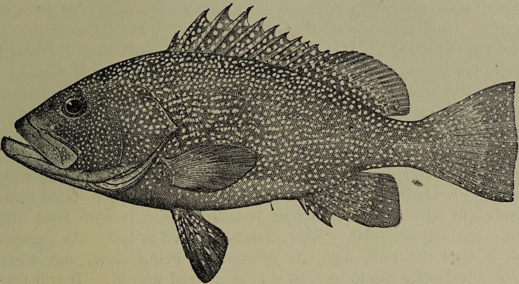 An illustration from American food and game fishes : A popular account of all the species found in America north of the equator / with keys for ready identification, life histories and methods of capture, by David Starr Jordan and Barton Warren Evermann, illustrated with colored plates and text drawings, and with photographs from life by A. Radclyffe Dugmore., 1902, leaf 519