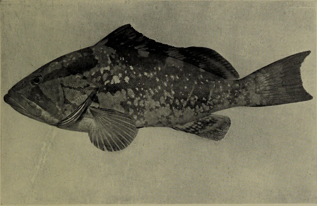An illustration from American food and game fishes : A popular account of all the species found in America north of the equator / with keys for ready identification, life histories and methods of capture, by David Starr Jordan and Barton Warren Evermann, illustrated with colored plates and text drawings, and with photographs from life by A. Radclyffe Dugmore., 1902, leaf 521