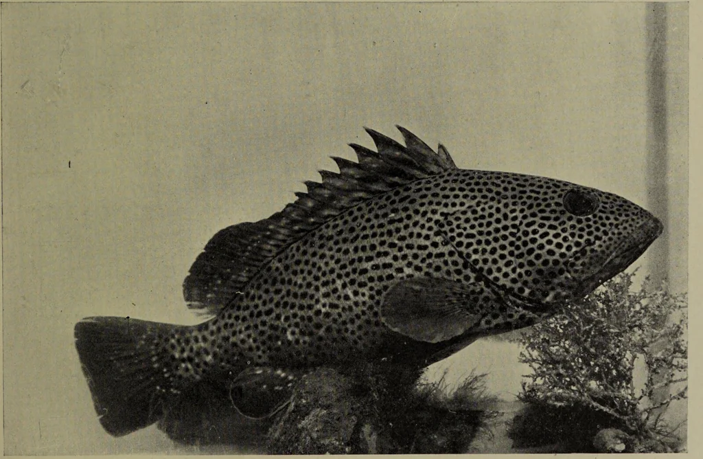An illustration from American food and game fishes : A popular account of all the species found in America north of the equator / with keys for ready identification, life histories and methods of capture, by David Starr Jordan and Barton Warren Evermann, illustrated with colored plates and text drawings, and with photographs from life by A. Radclyffe Dugmore., 1902, leaf 521