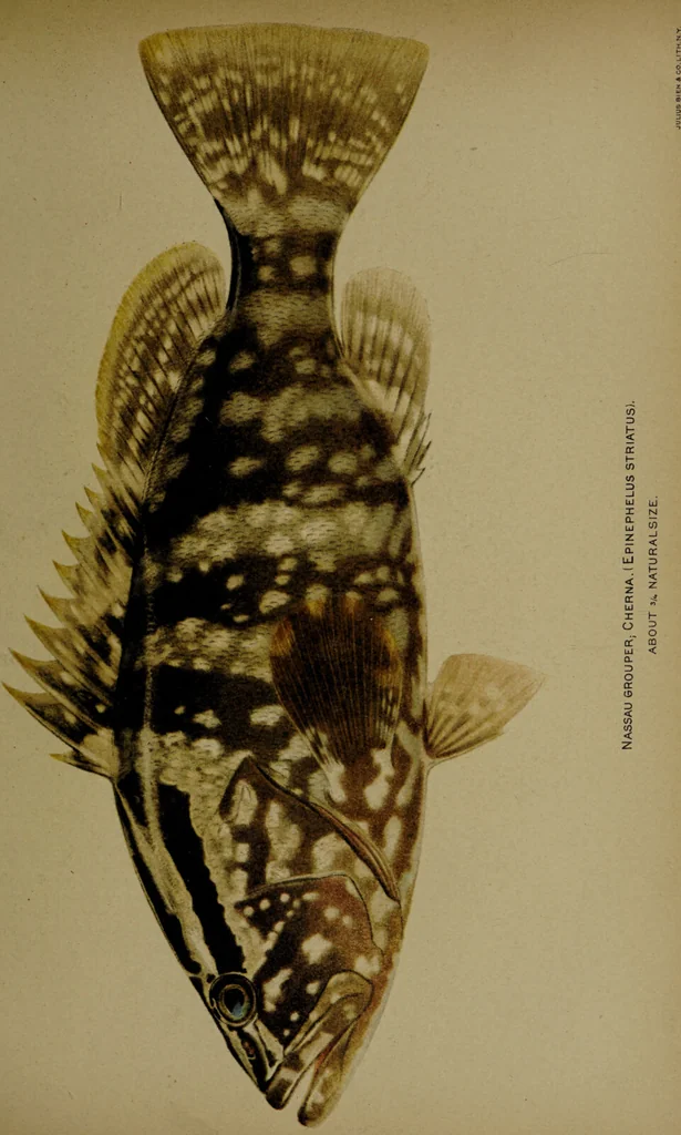 An illustration from American food and game fishes : A popular account of all the species found in America north of the equator / with keys for ready identification, life histories and methods of capture, by David Starr Jordan and Barton Warren Evermann, illustrated with colored plates and text drawings, and with photographs from life by A. Radclyffe Dugmore., 1902, leaf 525