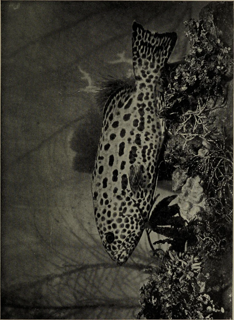 An illustration from American food and game fishes : A popular account of all the species found in America north of the equator / with keys for ready identification, life histories and methods of capture, by David Starr Jordan and Barton Warren Evermann, illustrated with colored plates and text drawings, and with photographs from life by A. Radclyffe Dugmore., 1902, leaf 529