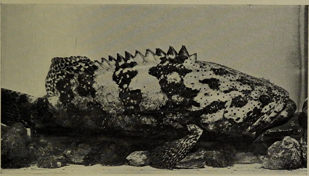 An illustration from American food and game fishes : A popular account of all the species found in America north of the equator / with keys for ready identification, life histories and methods of capture, by David Starr Jordan and Barton Warren Evermann, illustrated with colored plates and text drawings, and with photographs from life by A. Radclyffe Dugmore., 1902, leaf 531