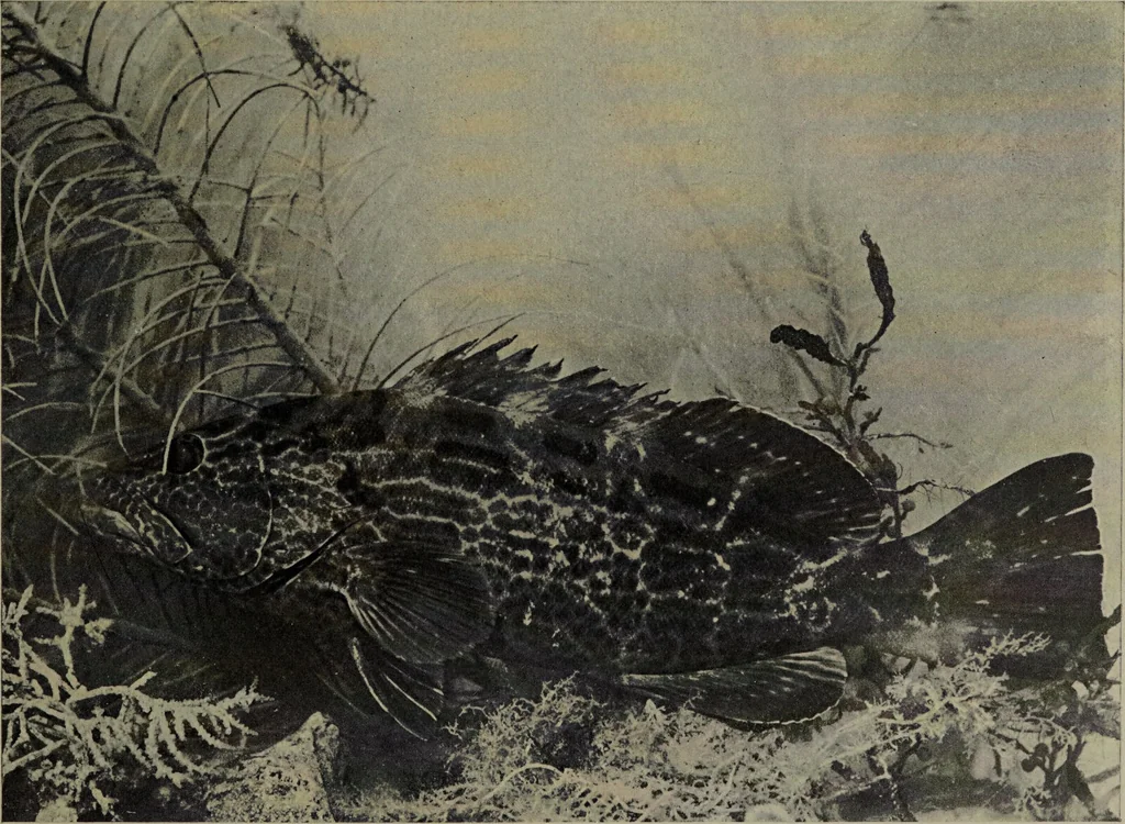 An illustration from American food and game fishes : A popular account of all the species found in America north of the equator / with keys for ready identification, life histories and methods of capture, by David Starr Jordan and Barton Warren Evermann, illustrated with colored plates and text drawings, and with photographs from life by A. Radclyffe Dugmore., 1902, leaf 531