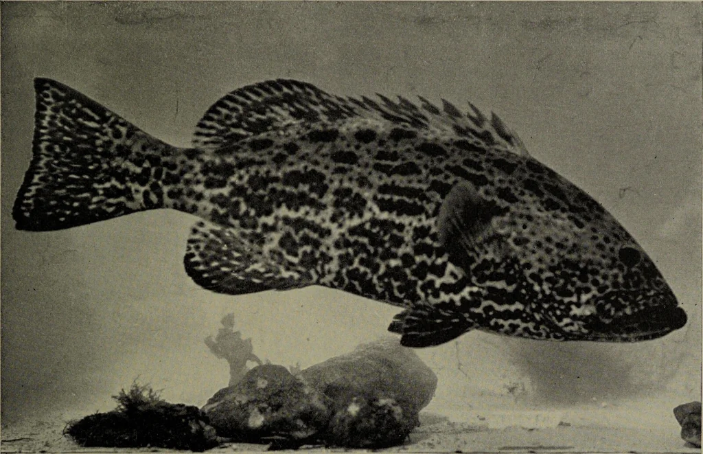 An illustration from American food and game fishes : A popular account of all the species found in America north of the equator / with keys for ready identification, life histories and methods of capture, by David Starr Jordan and Barton Warren Evermann, illustrated with colored plates and text drawings, and with photographs from life by A. Radclyffe Dugmore., 1902, leaf 535