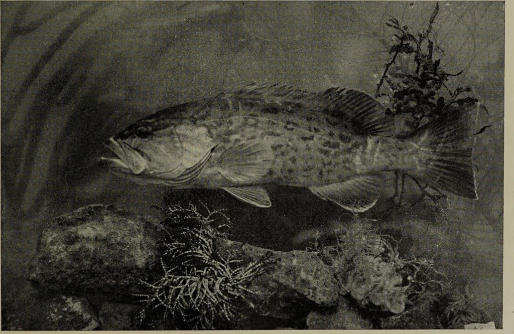 An illustration from American food and game fishes : A popular account of all the species found in America north of the equator / with keys for ready identification, life histories and methods of capture, by David Starr Jordan and Barton Warren Evermann, illustrated with colored plates and text drawings, and with photographs from life by A. Radclyffe Dugmore., 1902, leaf 535