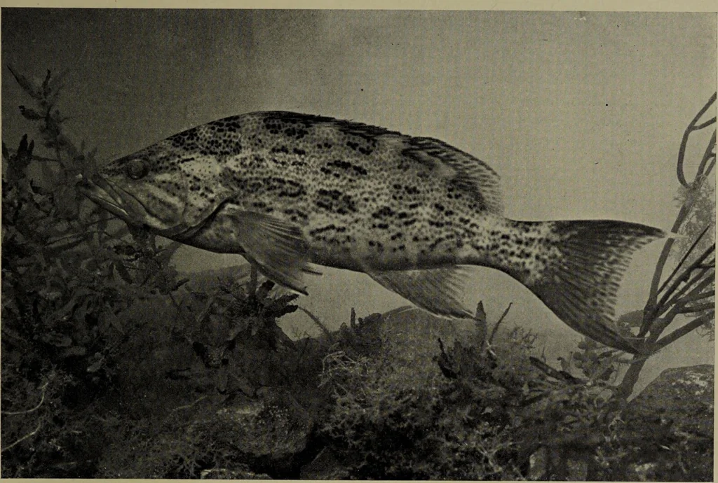 An illustration from American food and game fishes : A popular account of all the species found in America north of the equator / with keys for ready identification, life histories and methods of capture, by David Starr Jordan and Barton Warren Evermann, illustrated with colored plates and text drawings, and with photographs from life by A. Radclyffe Dugmore., 1902, leaf 539